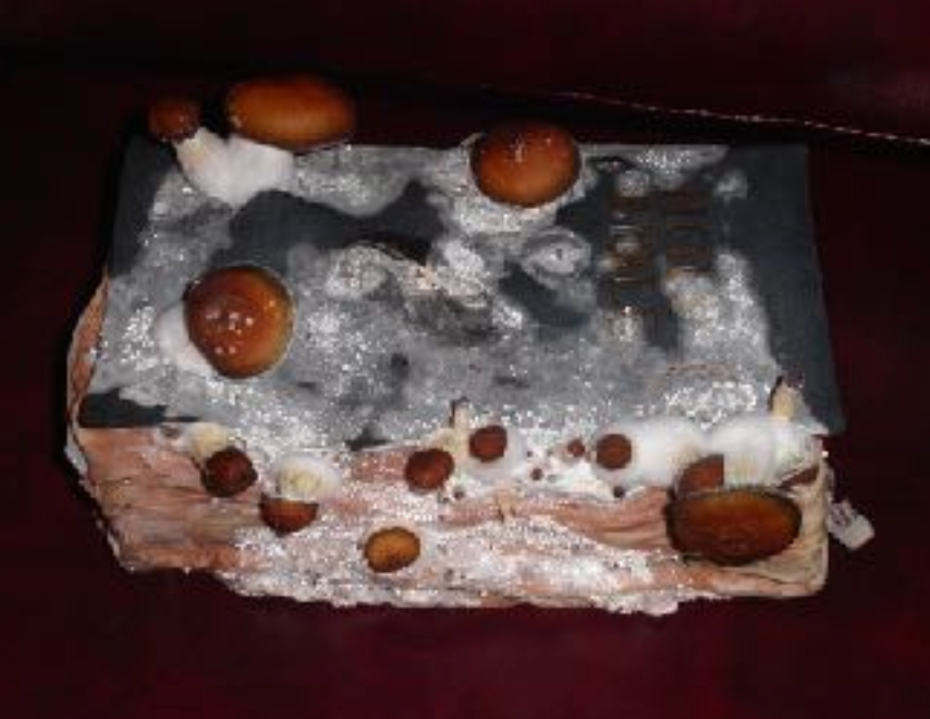 Roger Rabbit aka Mark Kieth’s mushroom experiment growing on a bible.